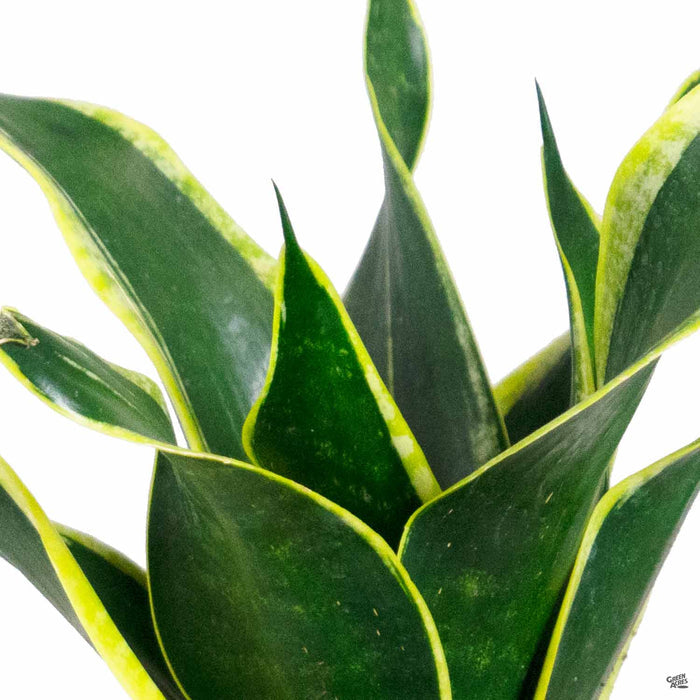 Snake Plant 'Black Gold'