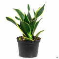 Snake Plant 'Black Gold' 4 inch