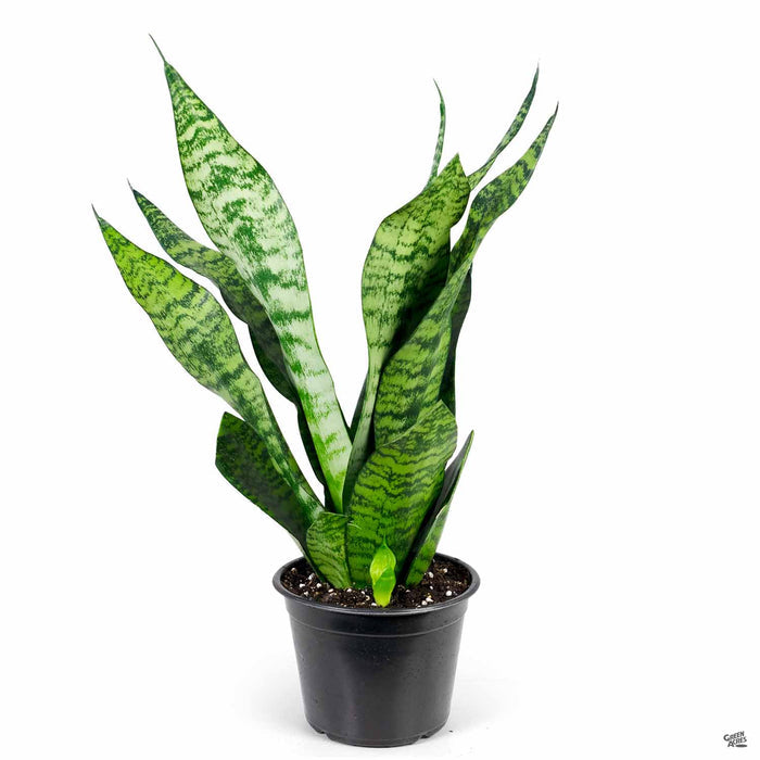 Snake Plant 'Futura Green' 6 inch