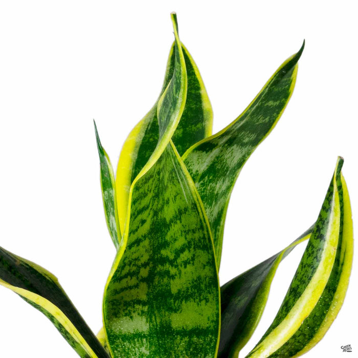 Snake Plant 'Futura Superba'