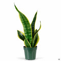Snake Plant 'Futura Superba' 4 inch