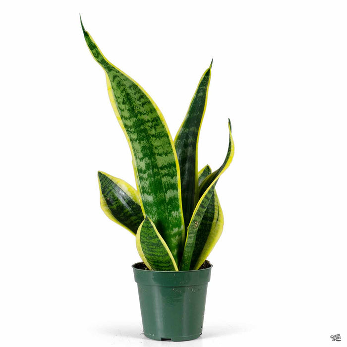 Snake Plant 'Futura Superba' 4 inch