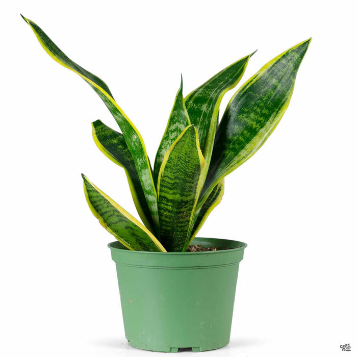 Snake Plant 'Futura Superba' 6 inch