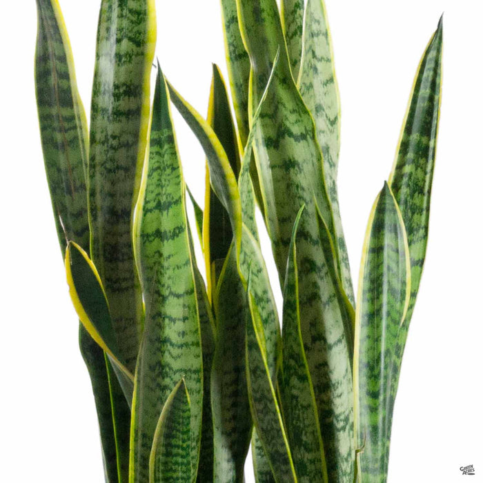 Sansevieria trifasciata - Snake Plant