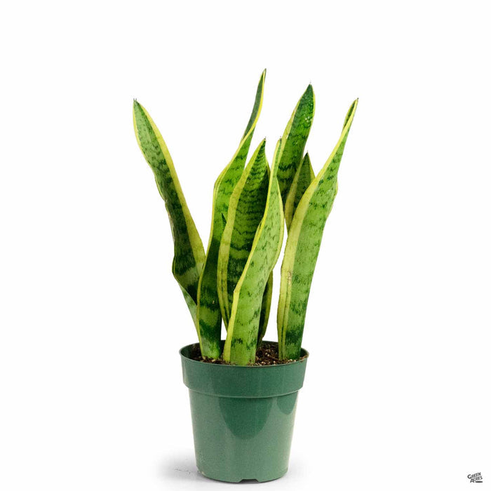 Snake Plant 'Laurentii' 6 inch