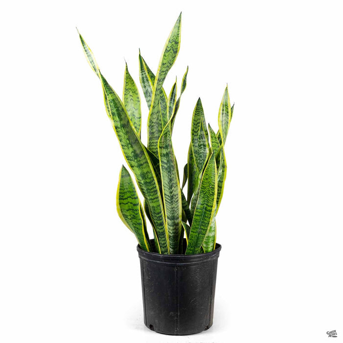 Sansevieria trifasciata 'Laurentii' Snake Plant 10 inch