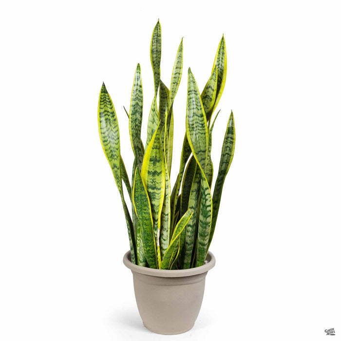 Sansevieria trifasciata 'Laurentii' Snake Plant 12 inch Cache Pot