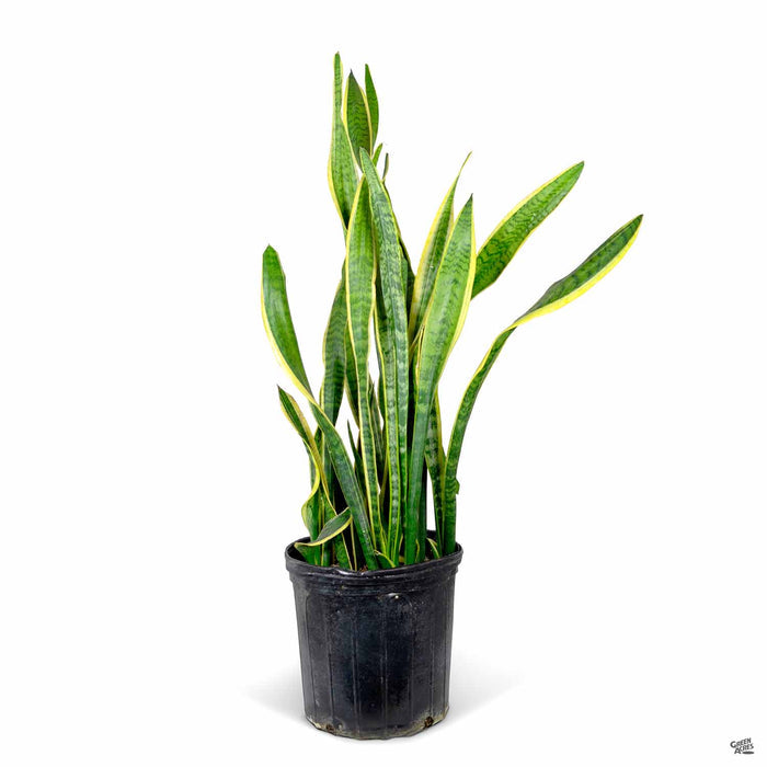 Sansevieria trifasciata Laurentii Snake Plant 12 inch