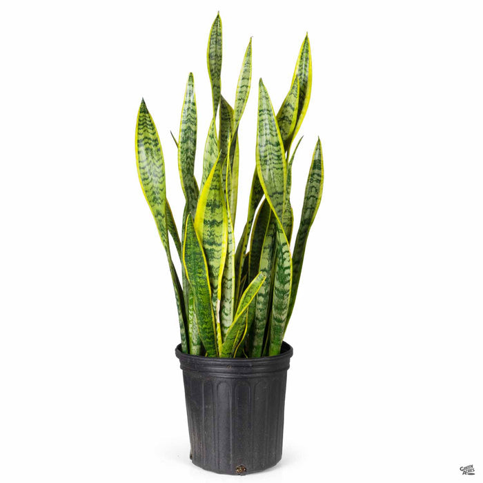 Sansevieria trifasciata Laurentii Snake Plant 2 gallon