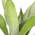 Snake Plant 'Moonshine'