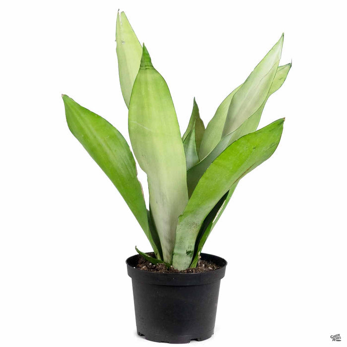 Snake Plant 'Moonshine' 4 inch
