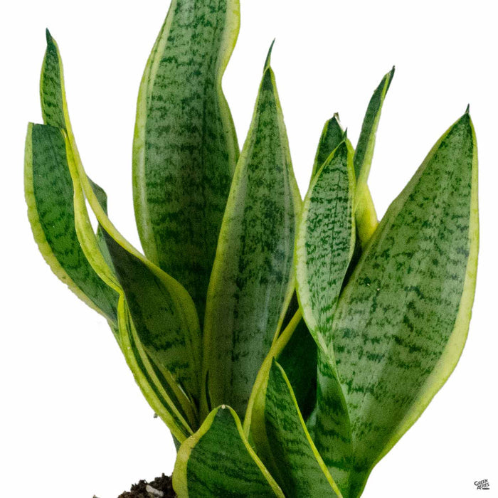 Snake Plant 'Superba Compacta'