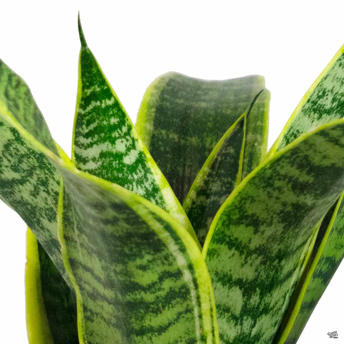 Snake Plant 'Superba'