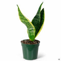 Snake Plant 'Superba' 4 inch