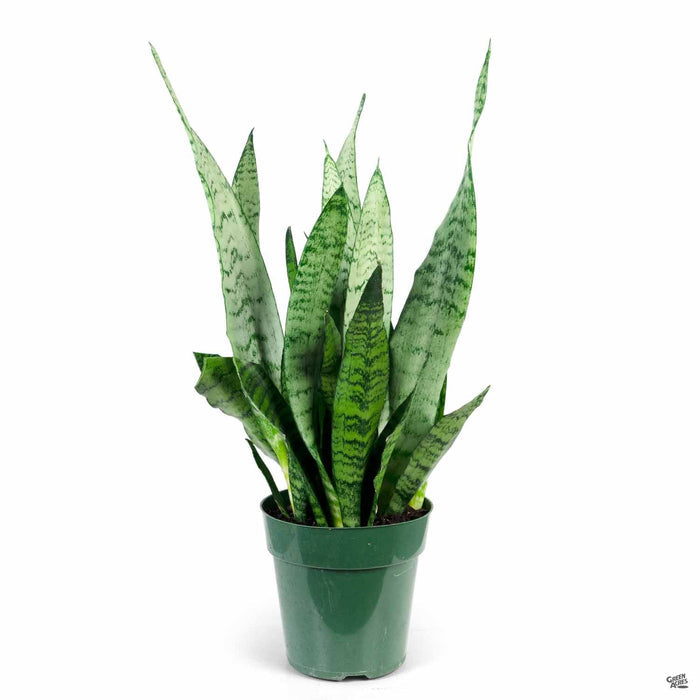 Snake Plant 'Zeylanica' 6 inch