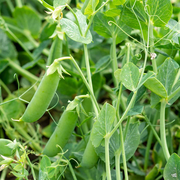 'Sugar Snap' Snap Pea plant