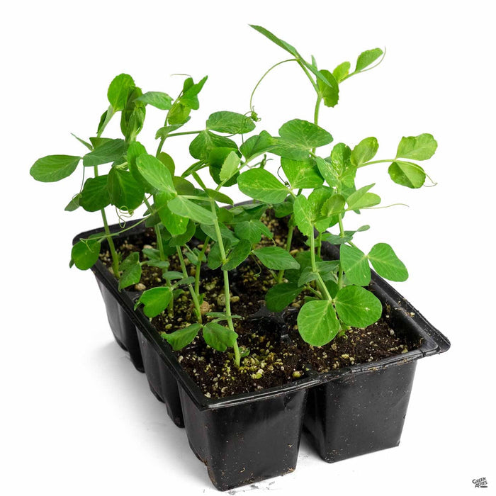 Snap Pea 'Sugar Snap' 6 pack