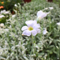 Snow In Summer