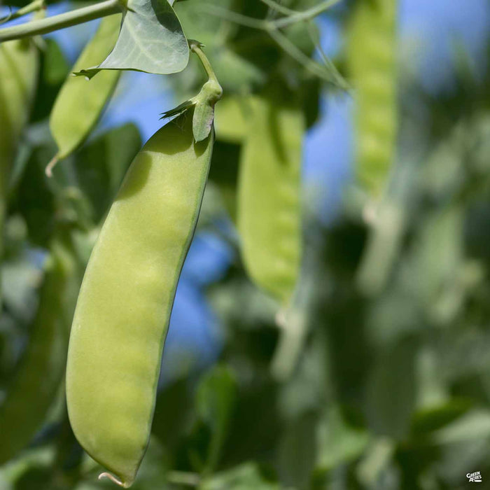 'Oregon Sugar Pod' Snow Pea plant