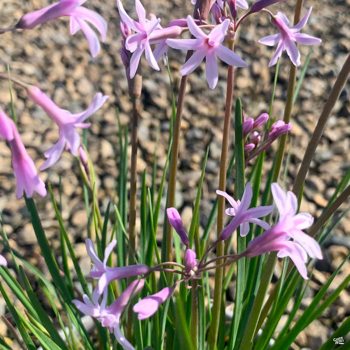Society Garlic 'Fairy Star'
