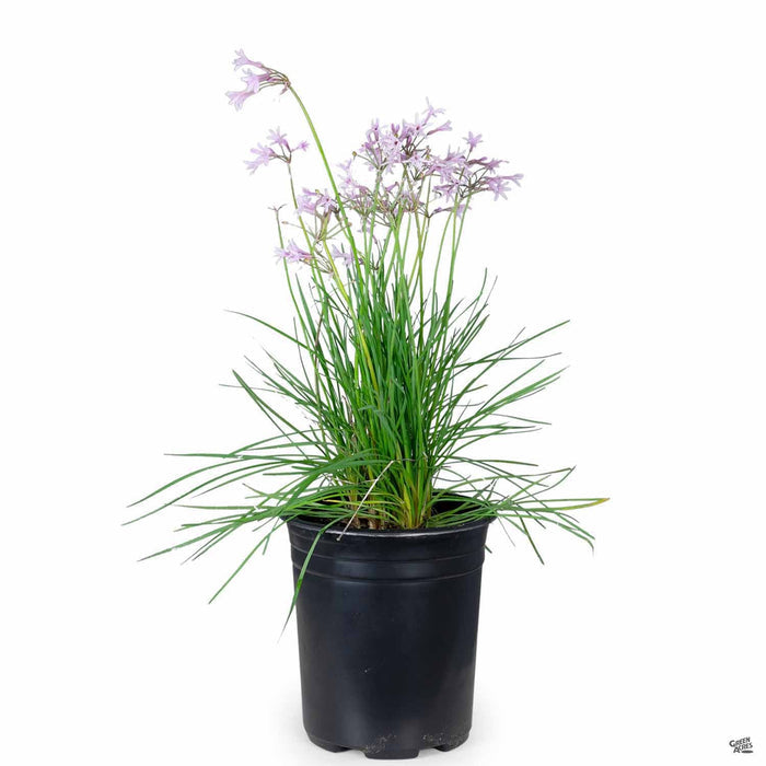 Society Garlic 'Fairy Star' 1 gallon