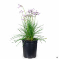 Society Garlic 'Fairy Star' 1 gallon