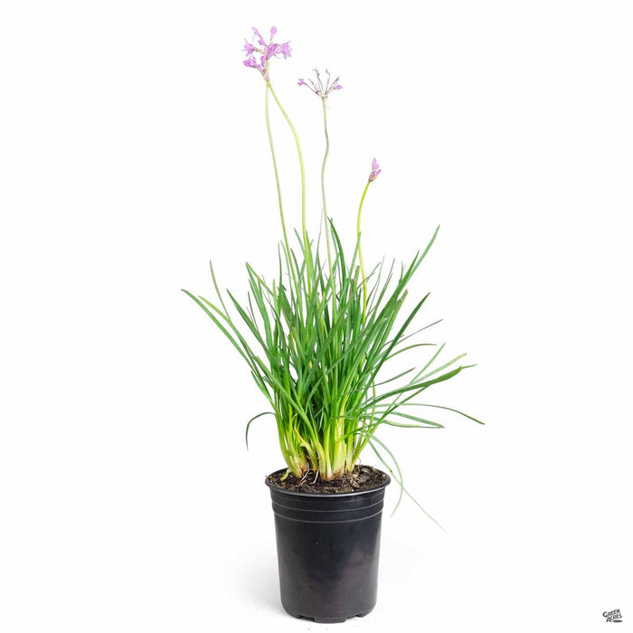 Society Garlic 1 gallon