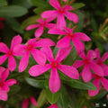 Soiree Kawaii Pink Vinca