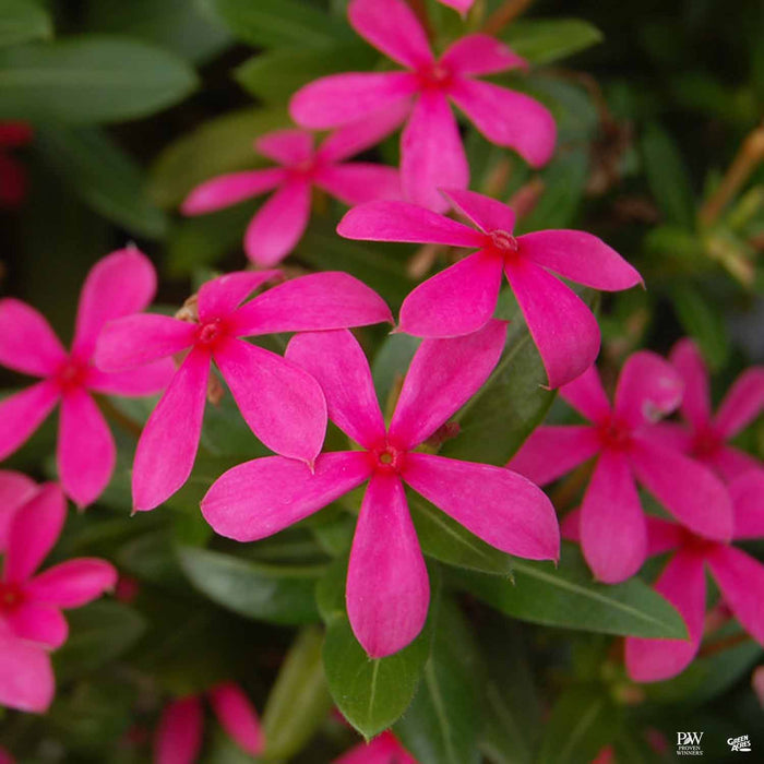 Soiree Kawaii Pink Vinca