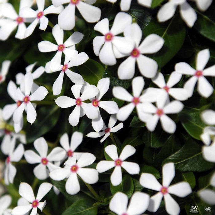 Soiree Kawaii White Peppermint Vinca