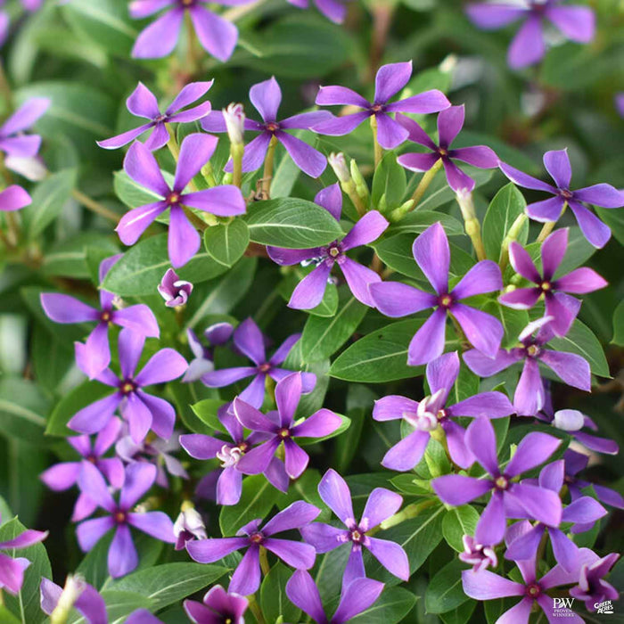 Soiree Kawaii White Blueberry Kiss Vinca