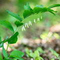 Solomon's Seal