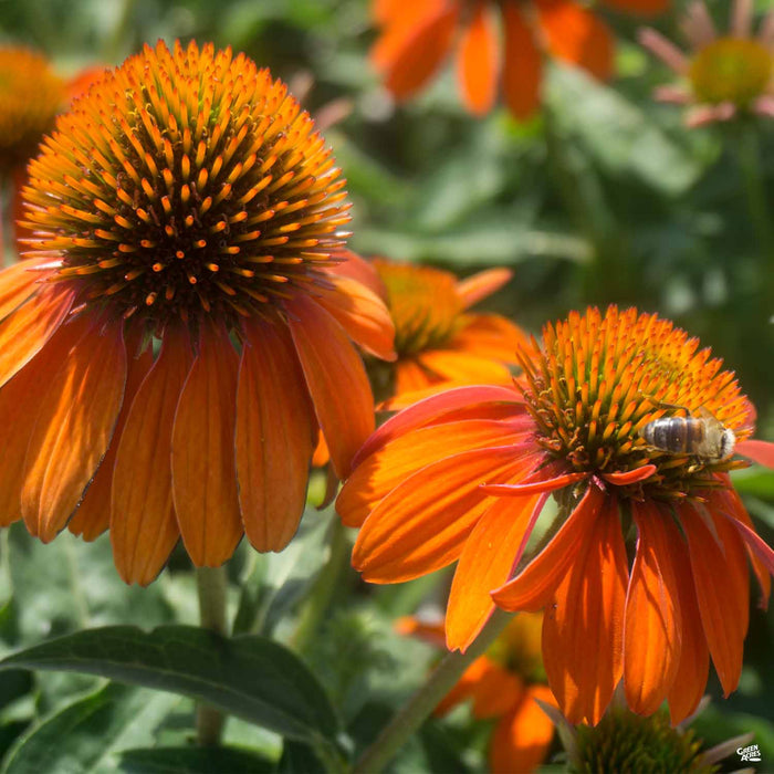 Coneflower Sombrero Adobe Orange
