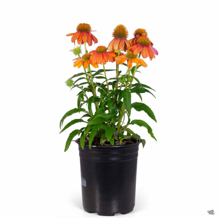 Coneflower Sombrero Adobe Orange 1 gallon
