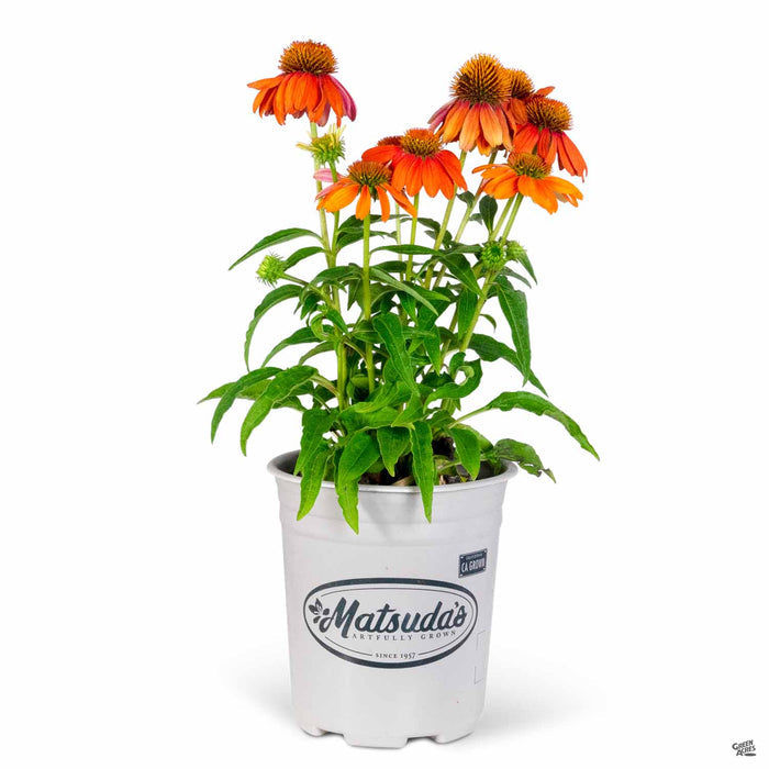 Coneflower Sombrero Adobe Orange 1 gallon Matsudas
