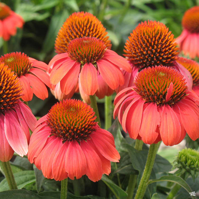 Coneflower Sombrero Hot Coral