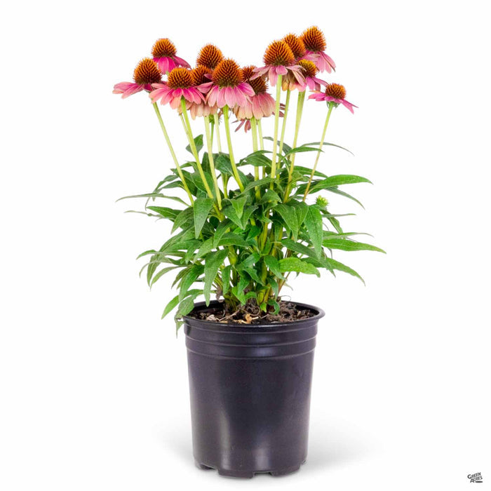 Coneflower Sombrero Hot Coral 1 gallon