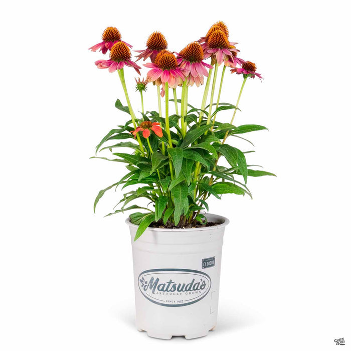 Coneflower Sombrero Hot Coral 1 gallon