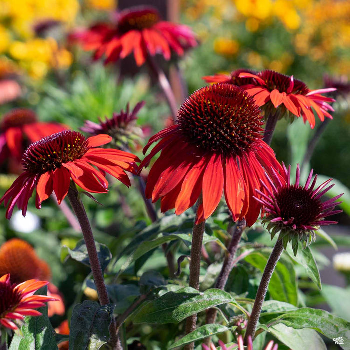 Coneflower Sombrero Sangrita