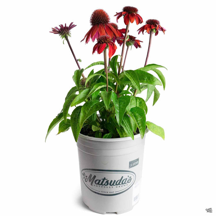 Sombrero Sangrita Coneflower 1 gallon