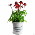 Sombrero Sangrita Coneflower 1 gallon