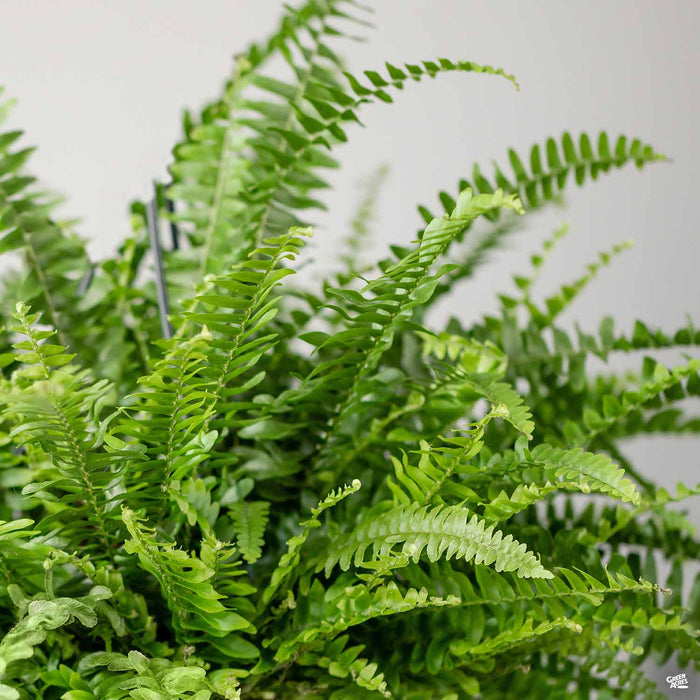 Southern Sword Fern