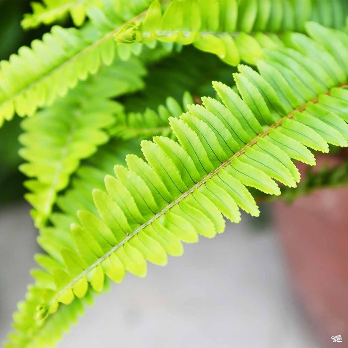 Southern Sword Fern