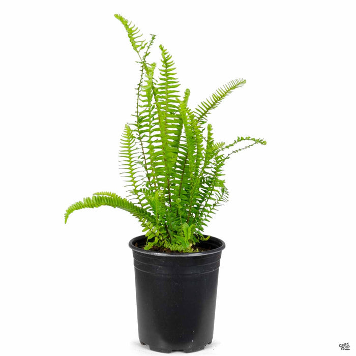 Southern Sword Fern 1 gallon
