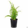 Southern Sword Fern 1 gallon