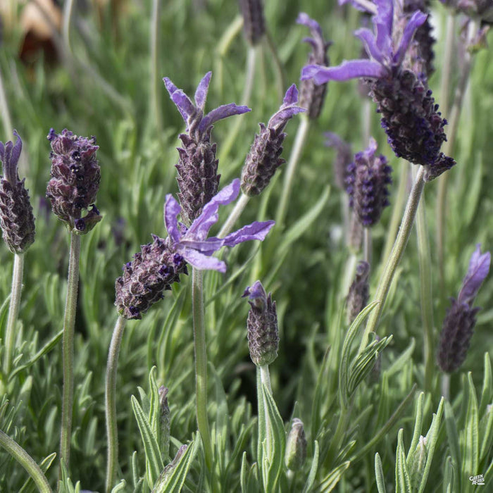 Spanish Lavender 'Dedication'