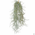 Spanish Moss