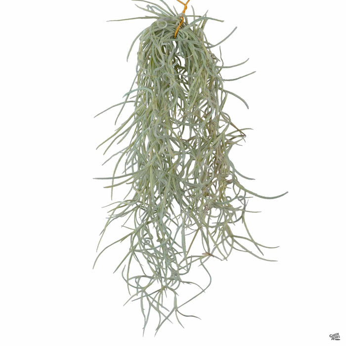 Spanish Moss
