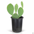 Spineless Prickly Pear 5 gallon