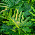 Split Leaf Philodendron